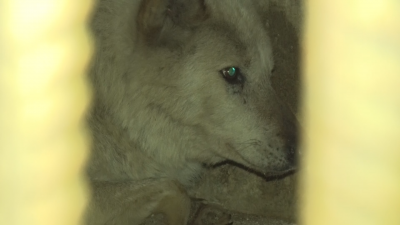 Вълкът който преди 2 дни избяга от хасковския зоопарк бе