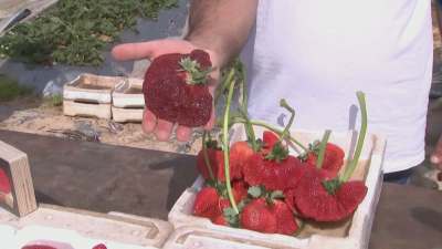 Рекорд: Най-голямата ягода в света е отгледана в Израел