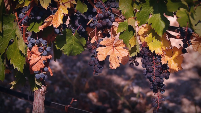 Колко ще струва виното наесен и защо производството на грозде и вино в България върви надолу?