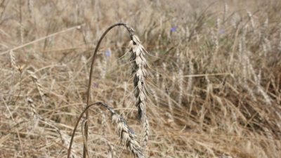 Няма риск България да остане без зърно гарантира днес земеделският