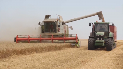 В България има достатъчно пшеница за осигуряване на нуждите на