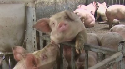 Европейската комисия облекчи ограниченията при производството и търговията на свине