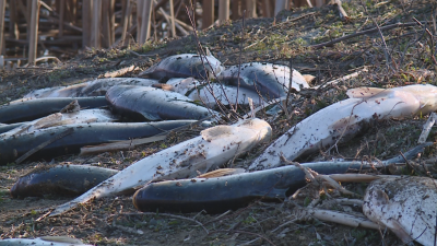 20 тона мъртва риба е извадена досега от язовир Засмяно