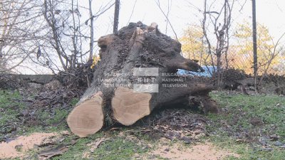 Силният вятър в Русе събори дърво върху ограда на военното поделение