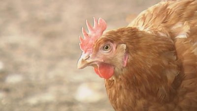 Установиха огнище на птичи грип в румънска ферма, близо до българската граница