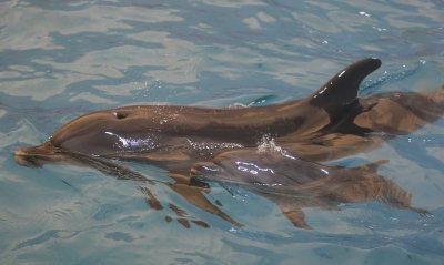 Две бебета делфини са се родили в Делфинариума в Одеса