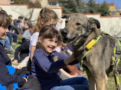 Столично училище бори стреса на децата с кучета терапевти