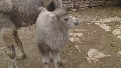 Бебе камилче е новият обитател на Варненския зоопарк Това е