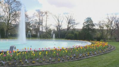 Пролетта превзе пространството пред Белия дом във Вашингтон (Видео)