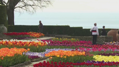 Парад на лалетата в Балчик - над 50 000 цветя радват посетителите на Ботаническата градина
