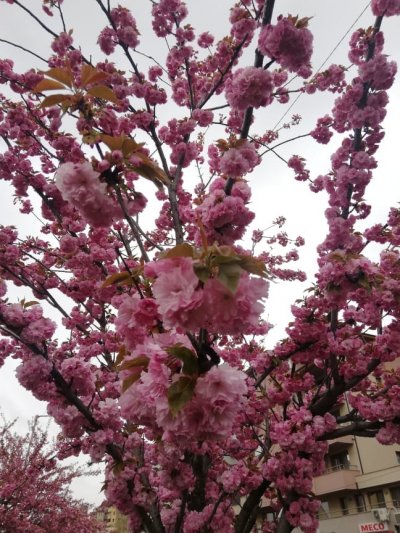 Японските вишни в Благоевград цъфнаха Всяка година общината добавя още