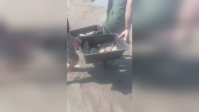 Мъртва риба изплува в язовир "Ивайловград"