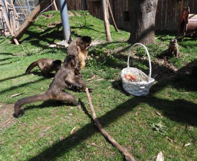 Великденски забавления за маймуните в Софийския зоопарк (Снимки)