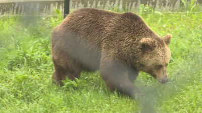 Специална акция започва в Парка за танцуващи мечки край Белица