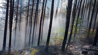 Горят 100 декара иглолистна гора край град Добринище в Пирин