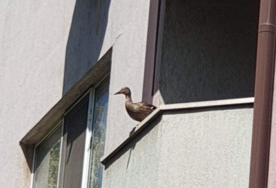 Строители спасиха дива патица и малките ѝ, изгубили се в жилищен квартал на Пловдив