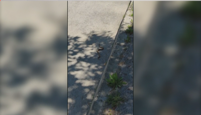 Змии плъзнаха във Велико Търново, забелязани са и на детска площадка