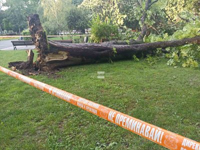Момиче пострада след падане на дърво в центъра на София