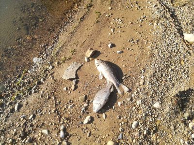 Сигнали за мъртва риба в язовир "Студен кладенец" край Кърджали