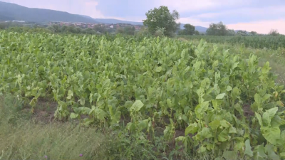 Градушка унищожи реколтата от тютюн в село Огняново