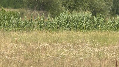 Все повече земеделски земи в Гоце Делчев и селата в