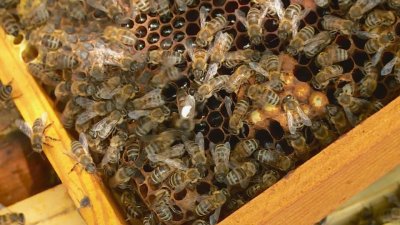 Рекордни добиви на мед в Пловдив
