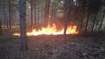 Пожар в иглолистна гора между пазарджишките села Калугерово и Лесичово (Снимки, видео)