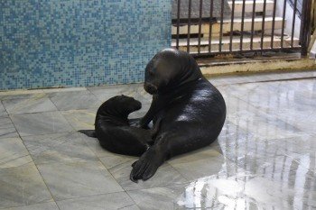 Бебе тюлен се роди в Делфинариума във Варна (СНИМКИ)