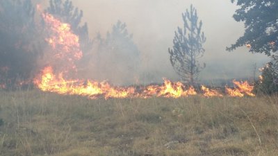 Все още не е локализиран пожарът в иглолистната гора в Пазарджишко