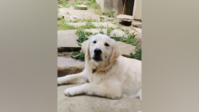 В района на Велико Търново: Неизвестни тровят домашни кучета с опасен препарат, застрашаващ и хората