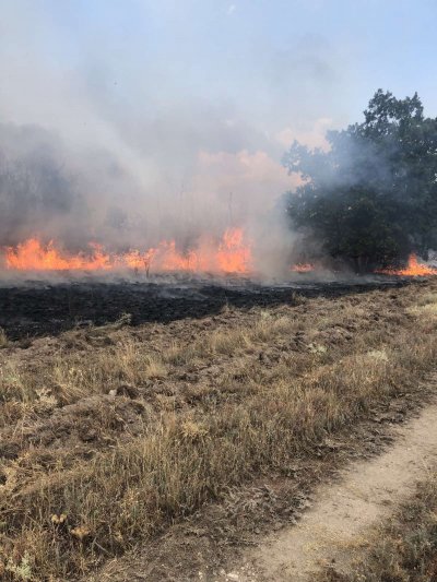 Голям пожар гори между пазарджишките села Левски и Елшица Огънят