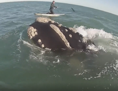 Двама падълбордсти бяха заобиколени от 12 кита във водите край