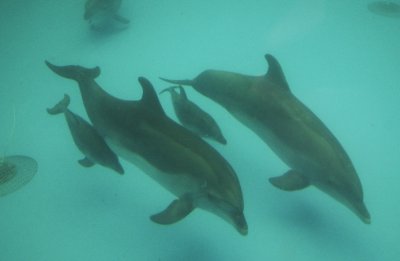 Как общуват делфините в Черно море
