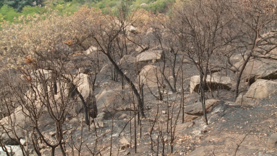 Близо 7 декара ниска растителност е изгоряла след големия пожар