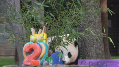 Рожден ден в националния зоопарк Смитсонън във Вашингтон Своите 2 години