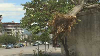 Десетки паднали дървета и съборени покриви след бурята в Гоце Делчев