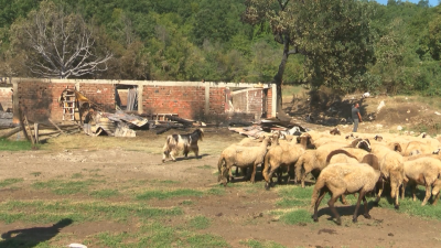 Пожар изпепели фамилно стопанство в гората над Белово. Изгорели са