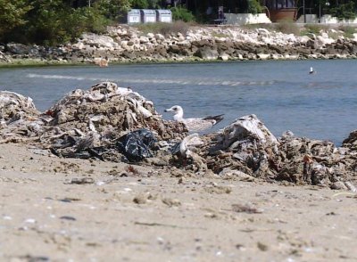 Мокри кърпички изплаваха на плажа във Варна и предизвикаха възмущението