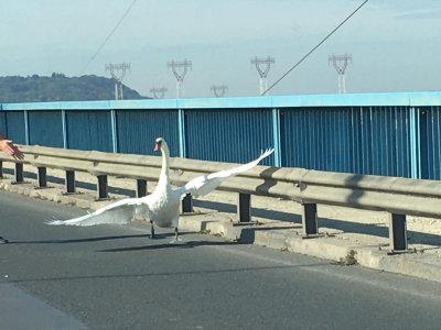 Необичаен пътник: Лебед спря за кратко движението по Аспаруховия мост