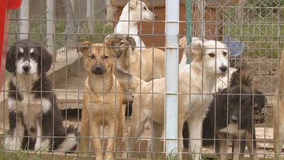 Близо 500 кучета са осиновени от Общинския приют за животни