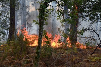 Овладян е пожарът между ямболските села Вълча поляна и Голям