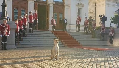 Кучето пред парламента (ако можеше да говори)