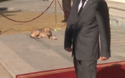 Едно бездомно куче застана мирно на входа на Народното събрание