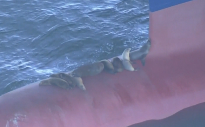 Необичайно пътешествие: Морски лъвове си почиват на носа на товарен кораб