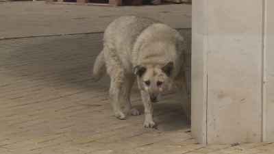 Задълбочава се проблемът с бездомните и агресивни кучета в Благоевград Само