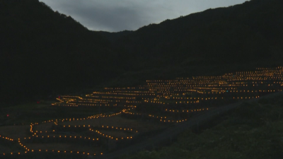 Светещи оризови насаждения привличат туристи в Япония