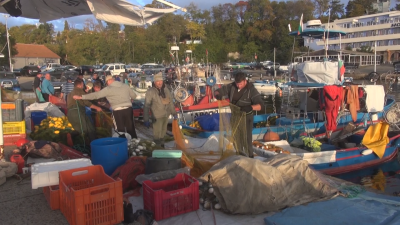 Морето край Ахтопол и Царево изобилства от паламуд, въпреки това има проблеми с продажбите