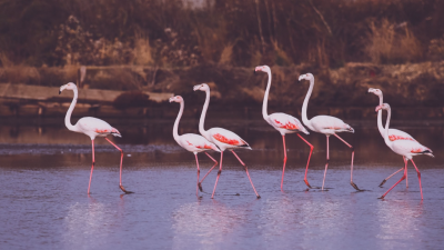 Поморийското езеро приюти колонии от екзотичното розово фламинго