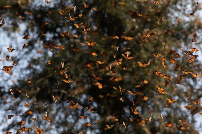 Първите пеперуди монарх се появиха в планинските гори в централната