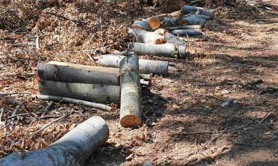 Зачестяват случаите на незаконното придобиване на дърва за огрев в